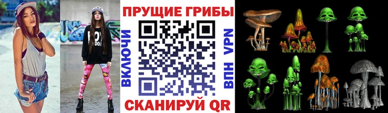 Купить закладки  Эртиль  Псилоцибиновые грибы мицелий 